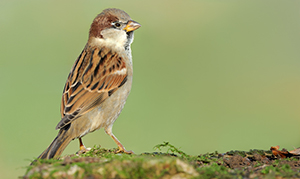 SLIDER_foto_002_300x179