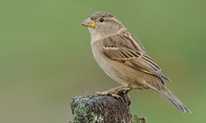 SLIDER_foto_003_300x179